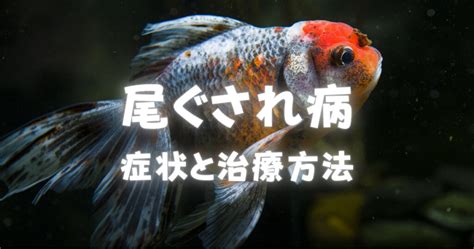 金魚溶尾|尾ぐされ病の原因と薬による治療方法を写真付きで解。